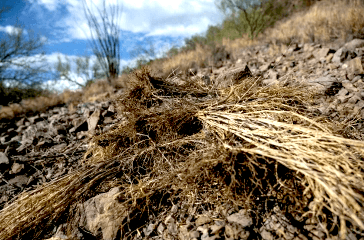 Invasive firestarter: How non-native grasses turned Hawaii into a tinderbox