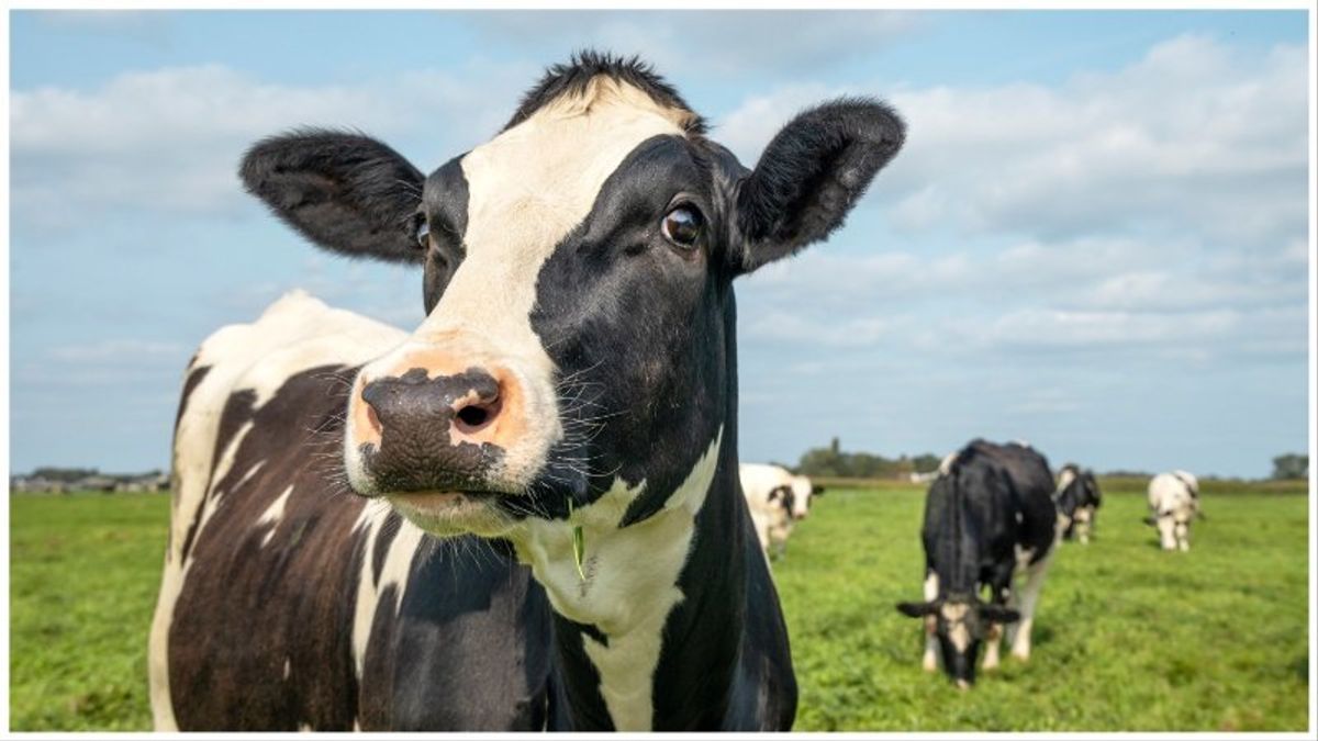 Person in Texas infected with bird flu through dairy cattle