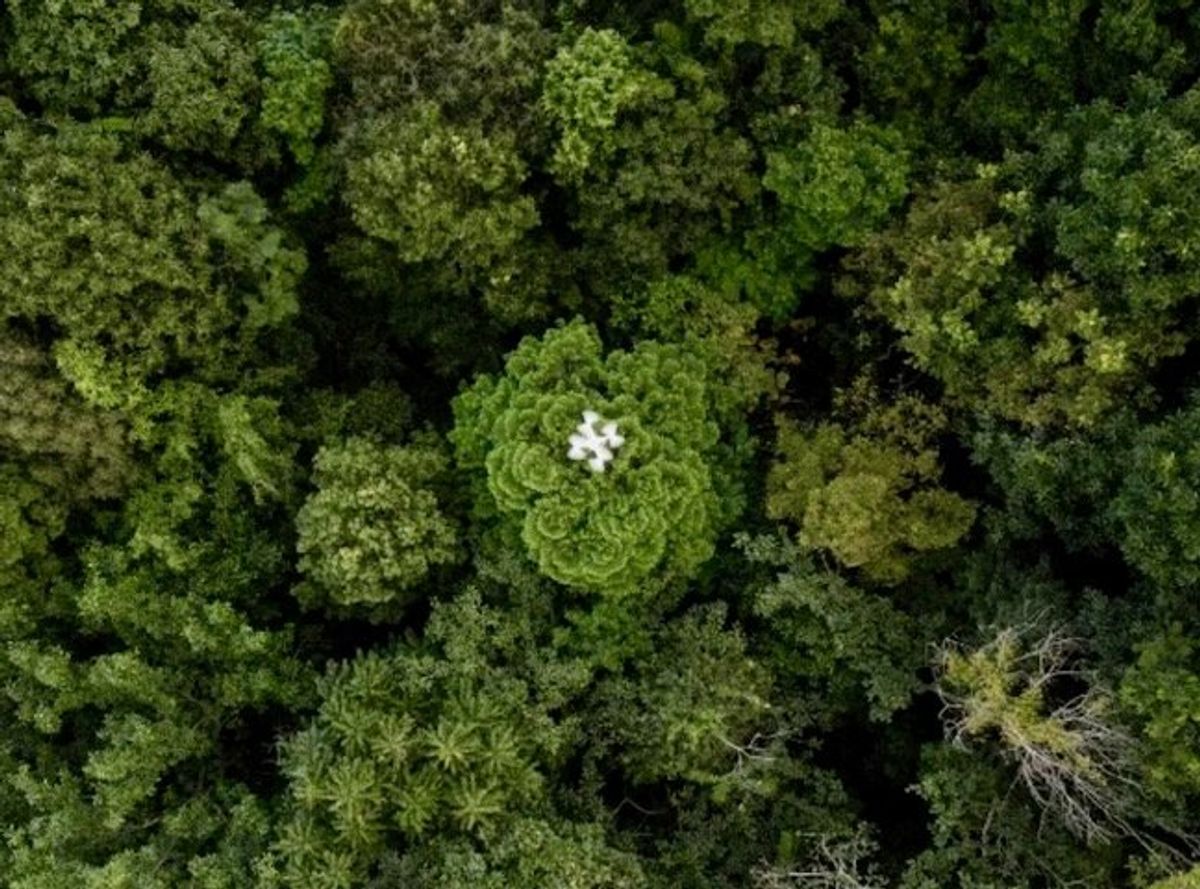 Drones help solve forest carbon capture riddle