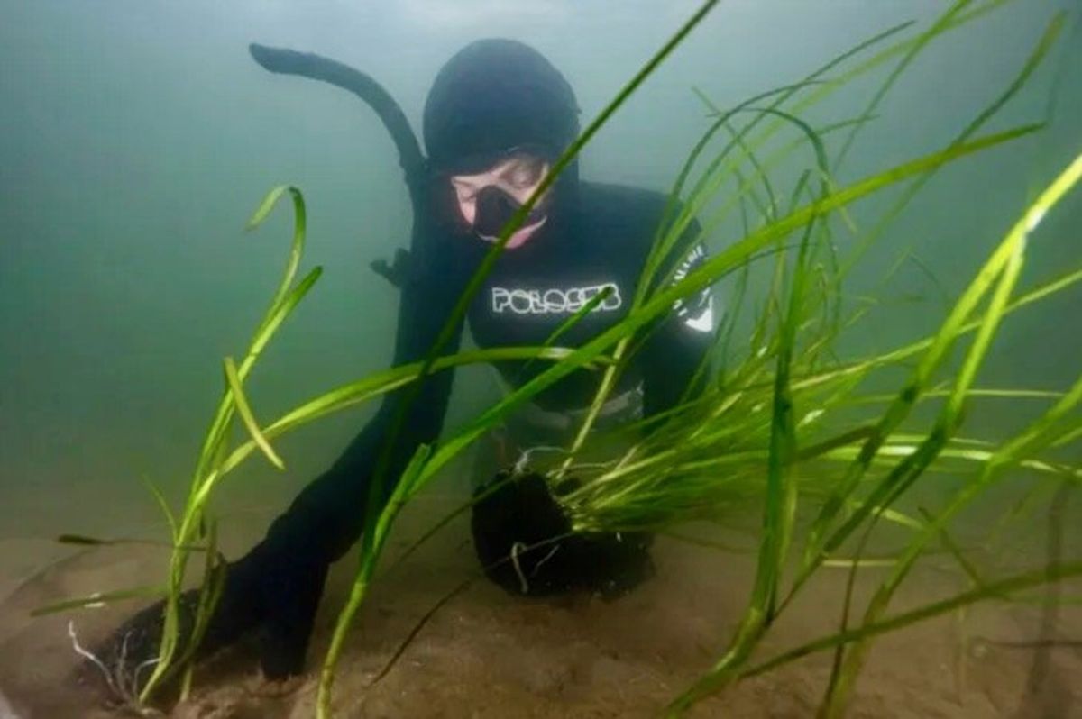 Underwater gardeners plant eelgrass to save 'dead' Danish fjord