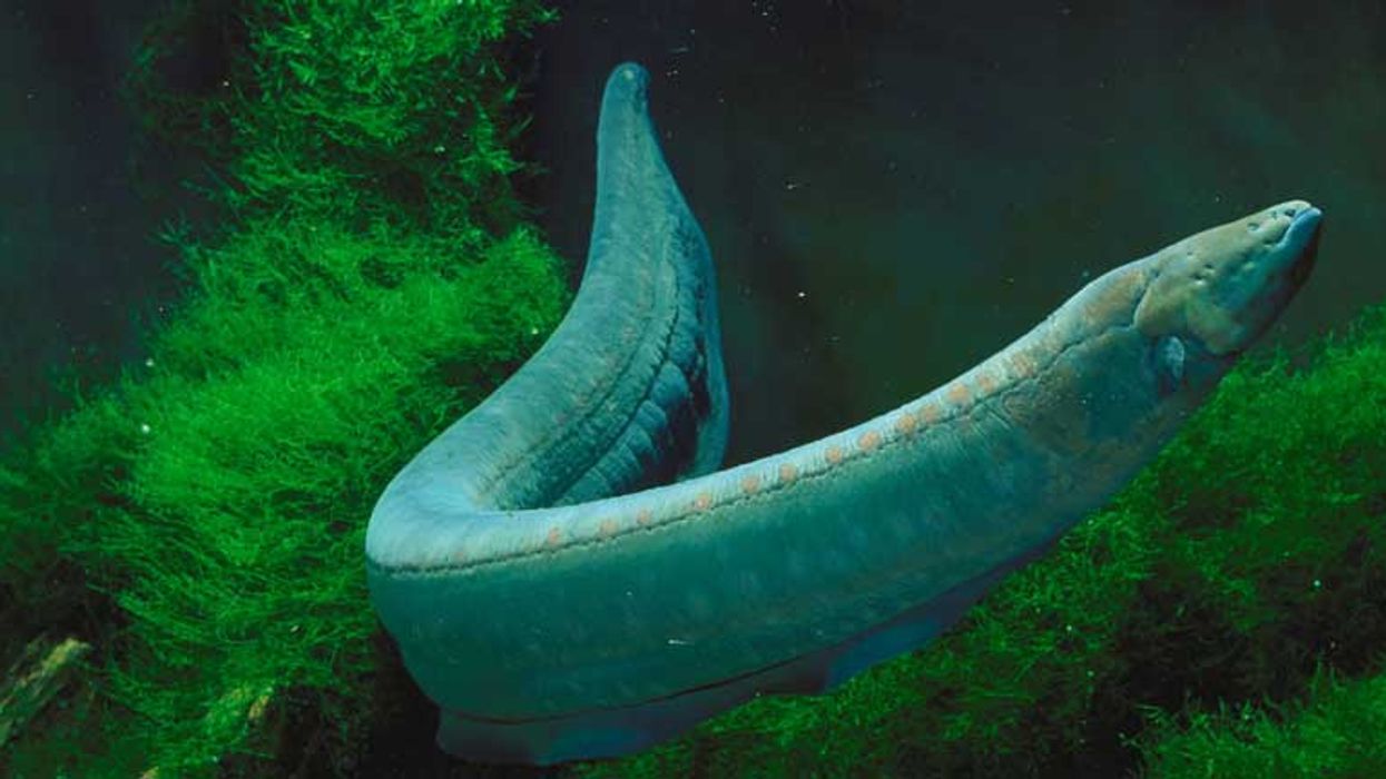 Electric eels inspired the first battery two centuries ago and now point a way to future battery technologies