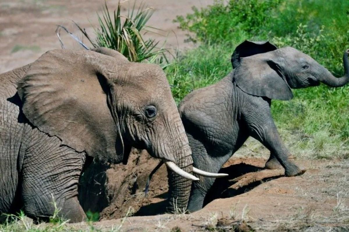 Elephants call each other by name, study finds