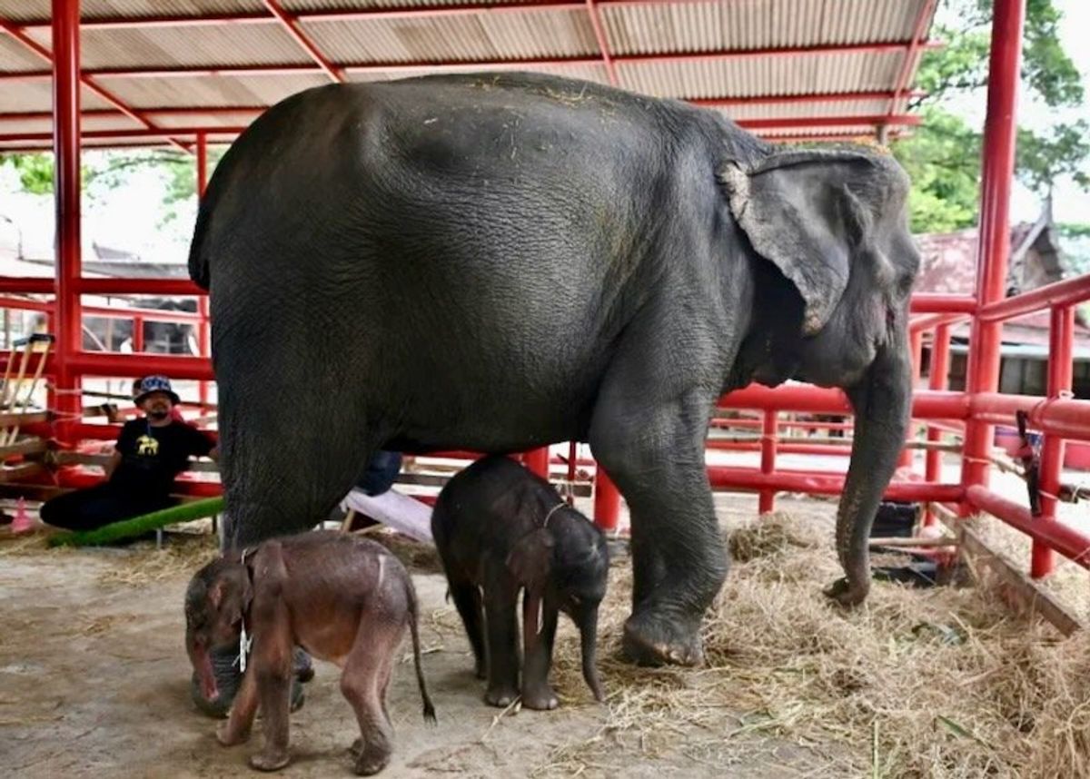 Rare elephant twins born in dramatic birth in Thailand