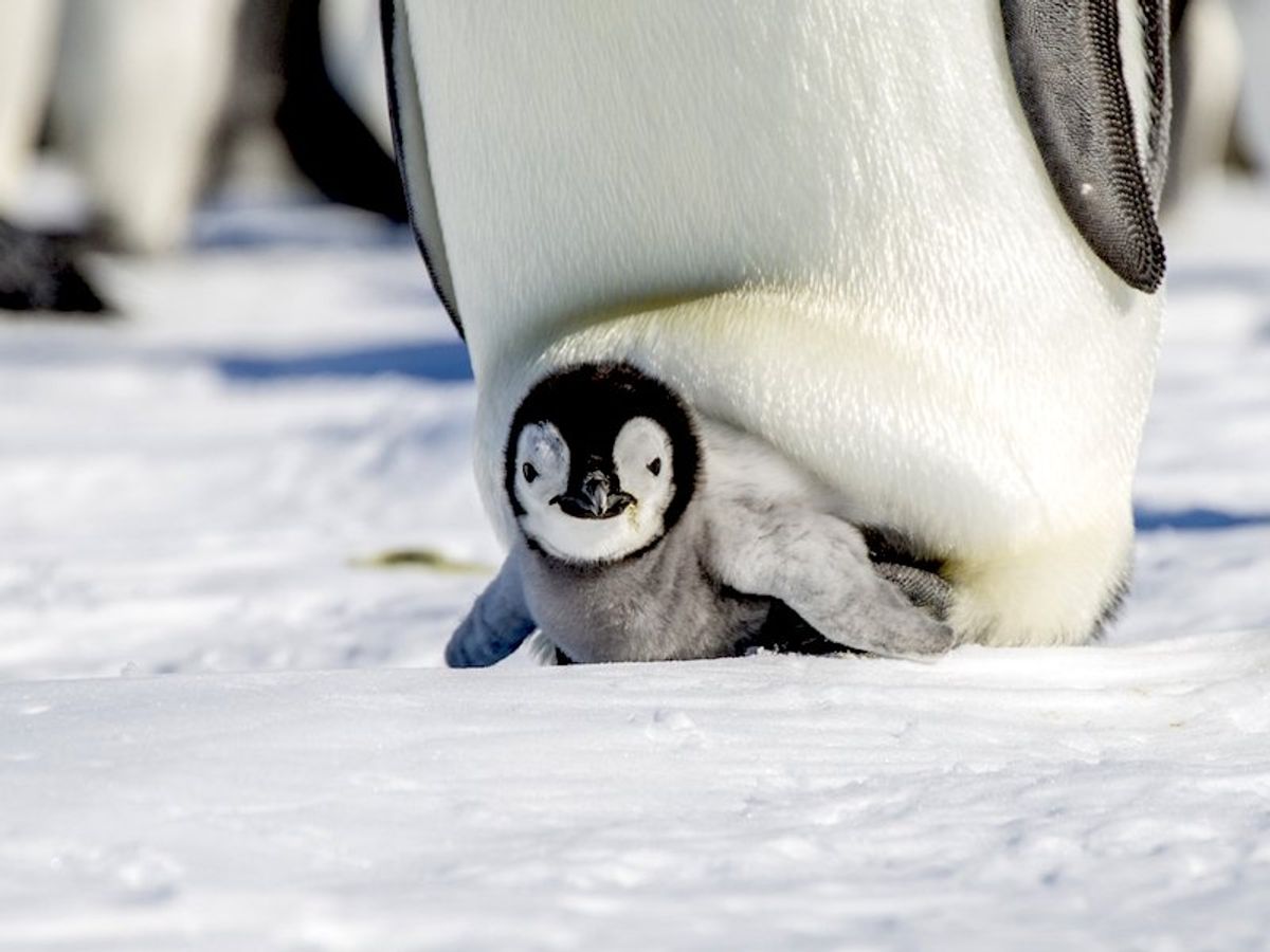 When Antarctic sea ice melted last November, it took more than 9,000 emperor penguin chicks with it