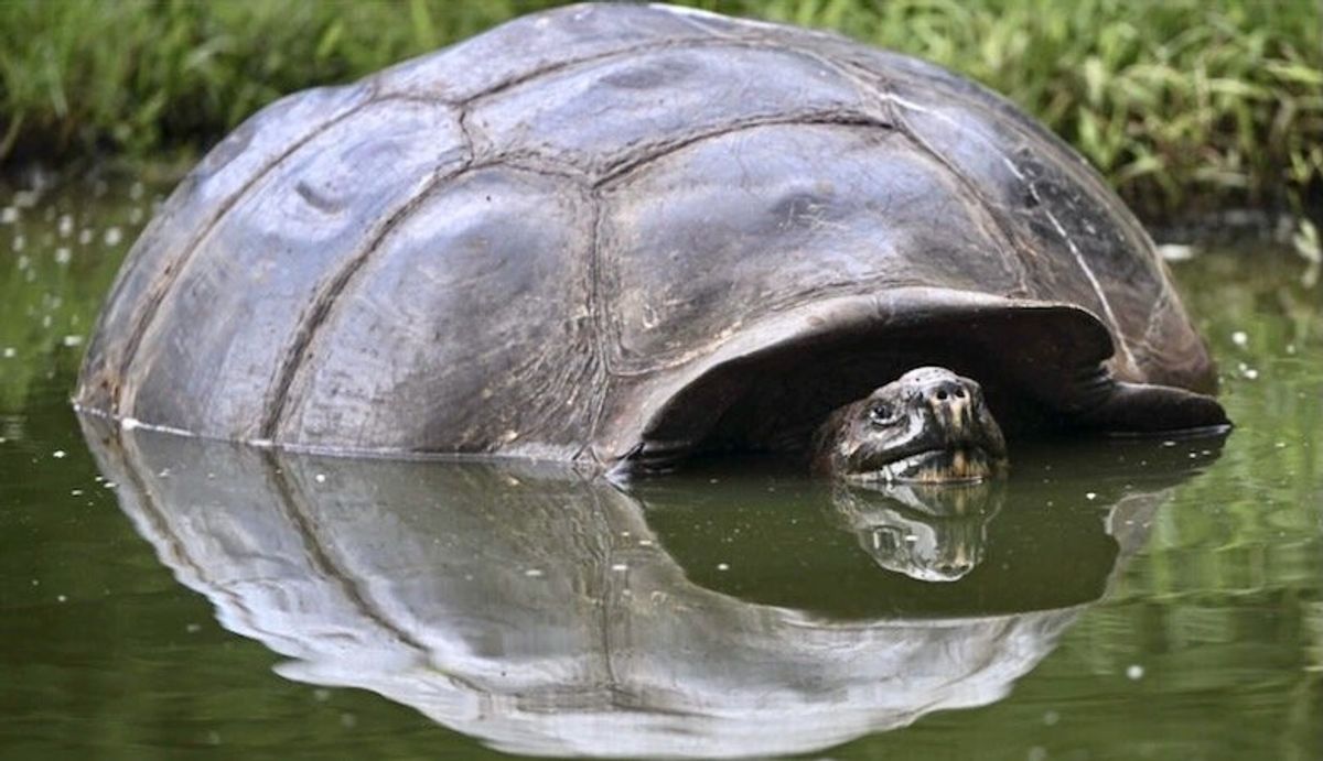 Endangered Galapagos tortoises suffer from human waste: study