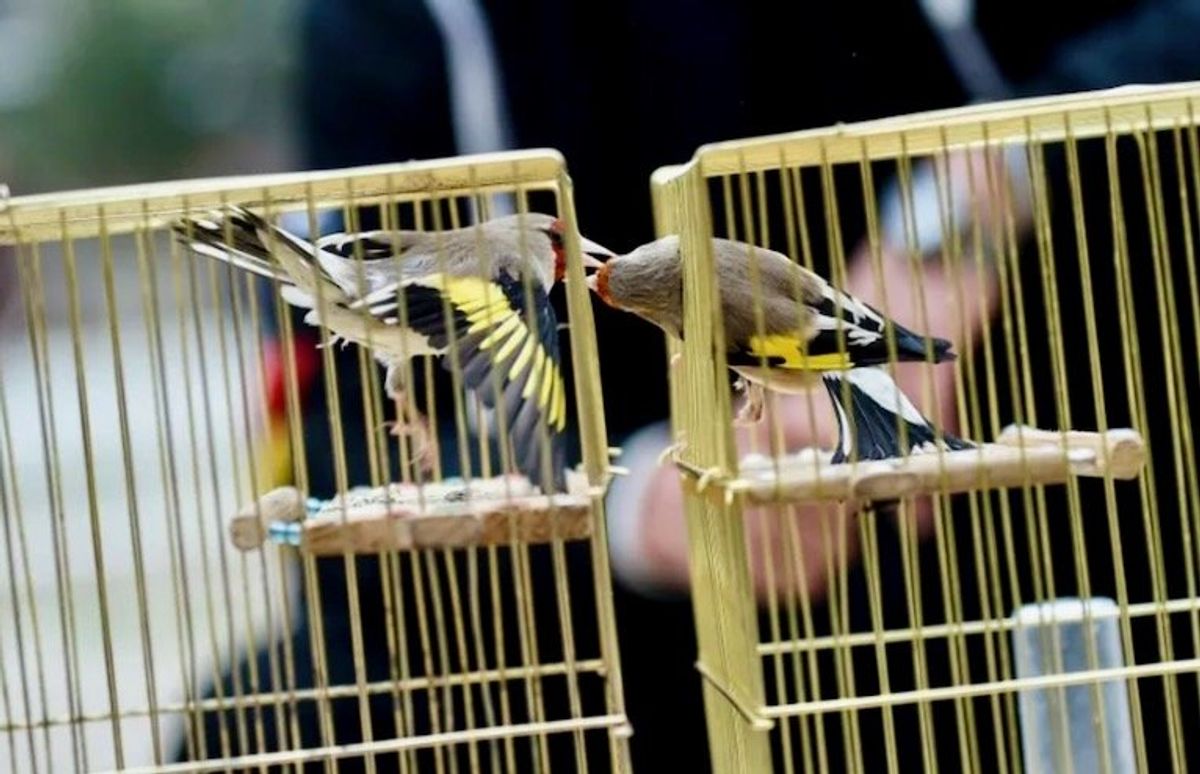 Whistles at dawn: birdsong duels enthral Afghans