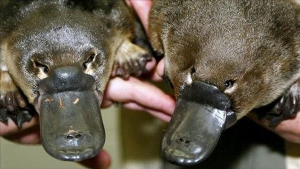 Australia's 'irreplaceable' platypus threatened by dams: study