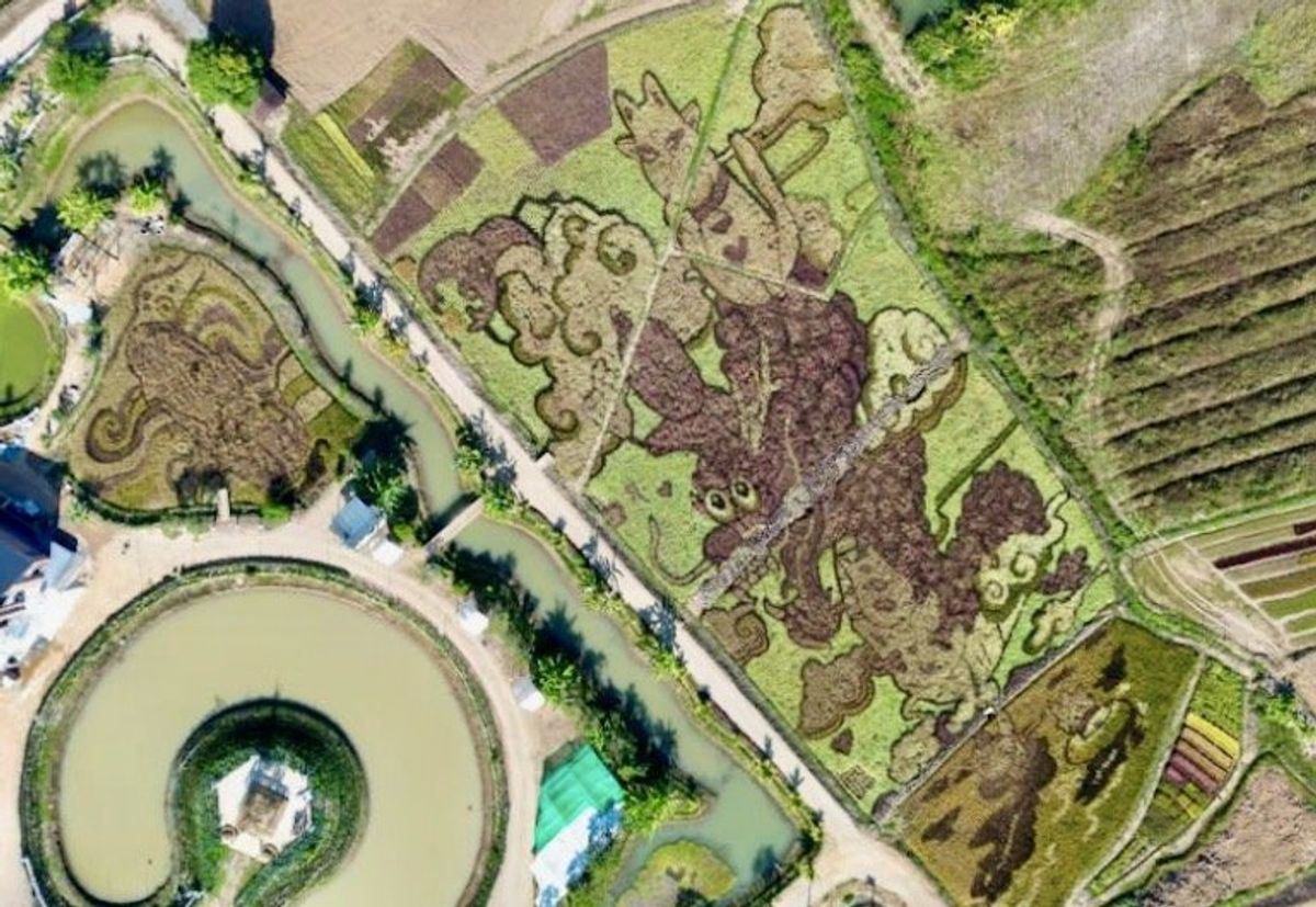 Rice fields turned into art in northern Thailand