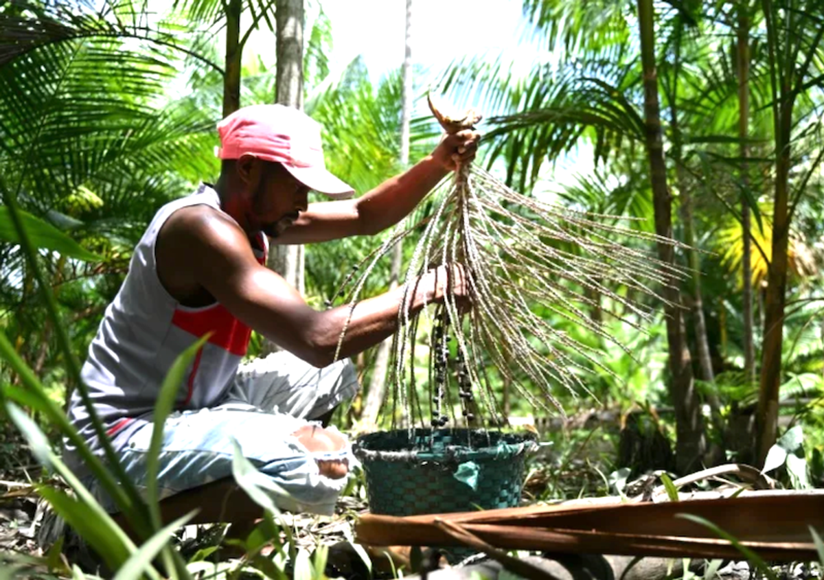 Acai berry craze: boon or threat for the Amazon?