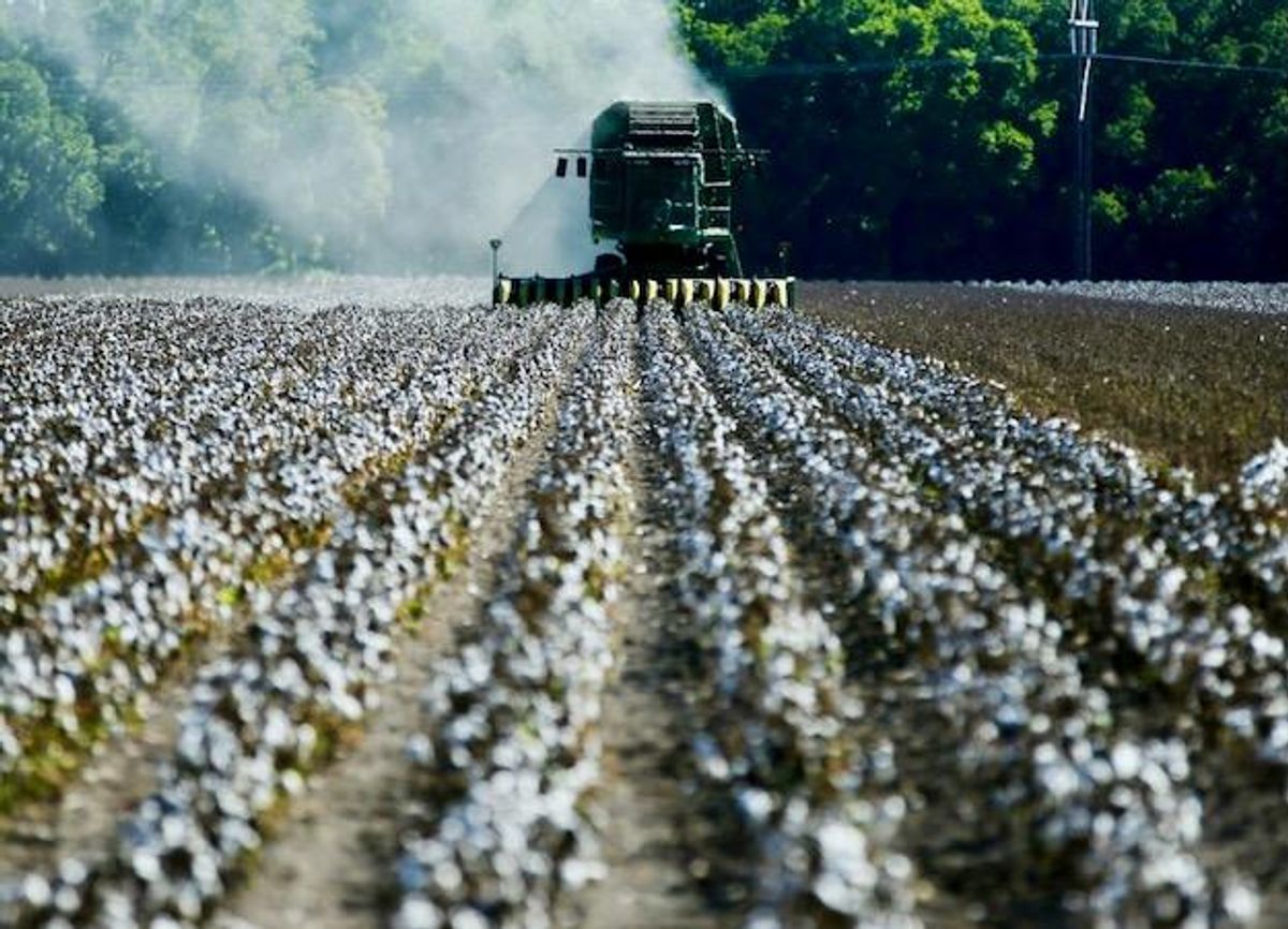 Drought decimates Texas' key cotton crop Raw Story