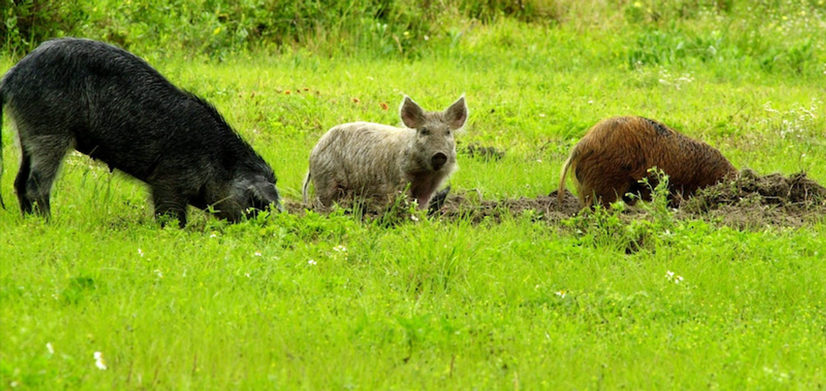 Wild ‘super pigs’ from Canada could become a new front in the war on feral hogs