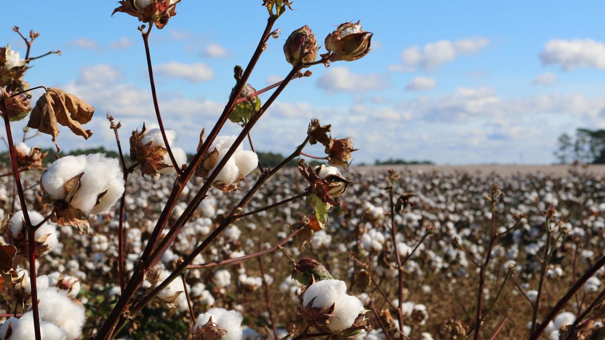 Parents livid after cotton-picking slavery lesson and shackled students: 'How dare you'