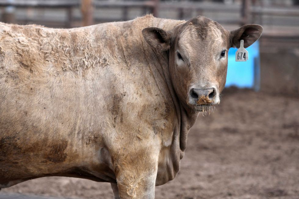 Trump's meeting with 'billionaire beef bro' flagged by legal expert: 'The timing stinks'