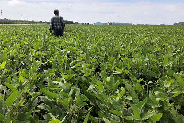 Trump’s tariffs spark ‘ever-growing financial crisis’ for American farmers