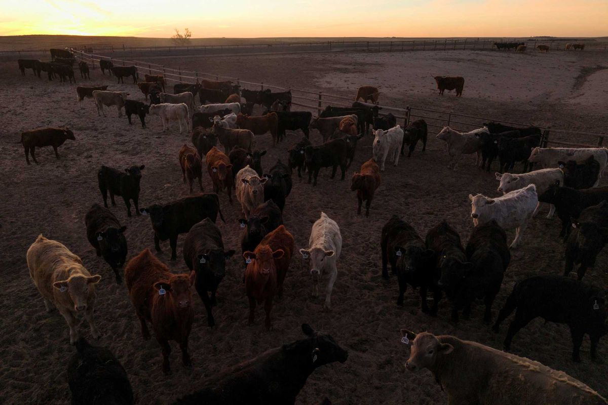 'Massive chilling effect': Red-state ranchers turn on Trump over ICE crackdown