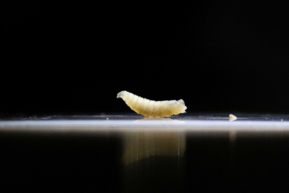 Trump official alarms onlookers with claims about a destructive parasite: 'Totally fine'
