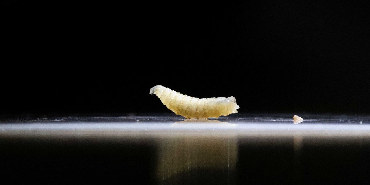 Trump official alarms onlookers with claims about a destructive parasite: 'Totally fine'
