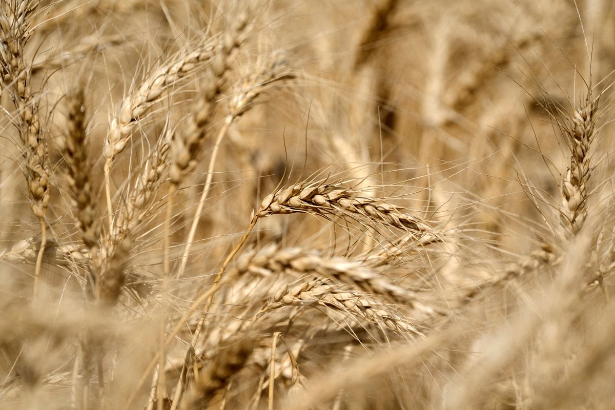 Republicans snub local farmers panicking about Trump tariff 'chaos': report