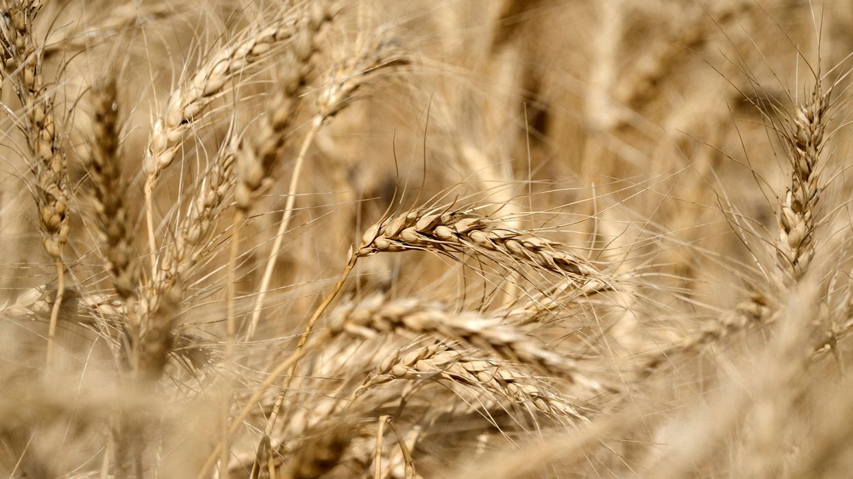 Republicans snub local farmers panicking about Trump tariff 'chaos': report