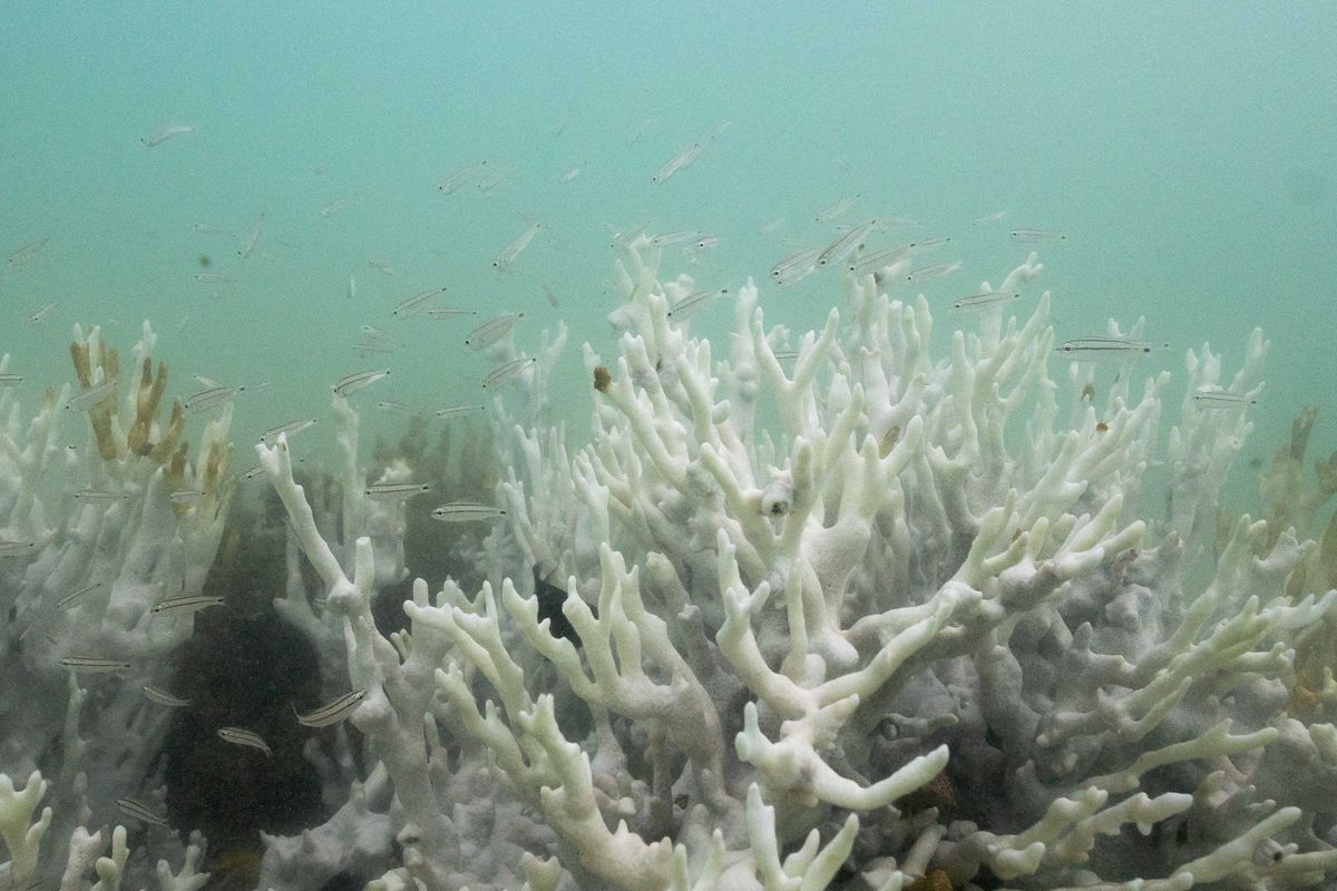 'Unprecedented dieback': Alarming report warns Earth reached 'point of no return'