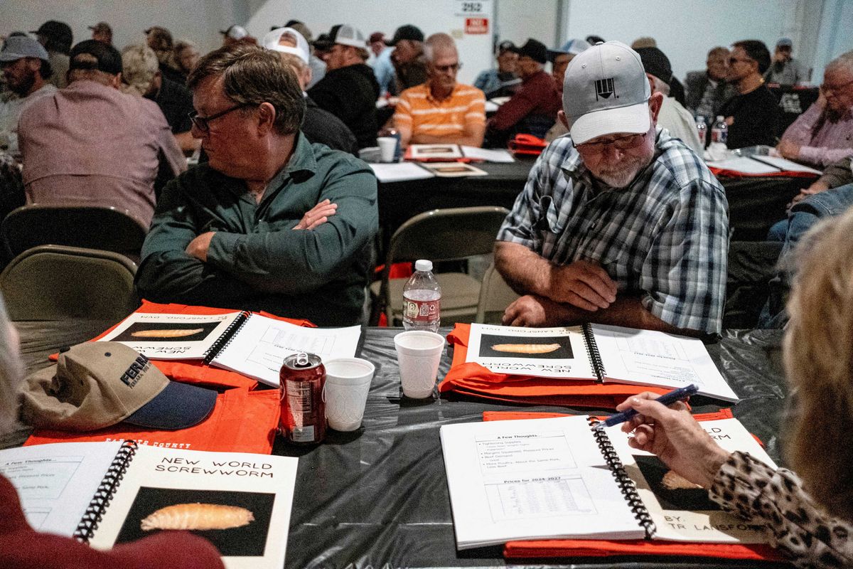 Texas prepares to face destructive larvae amid Trump cuts