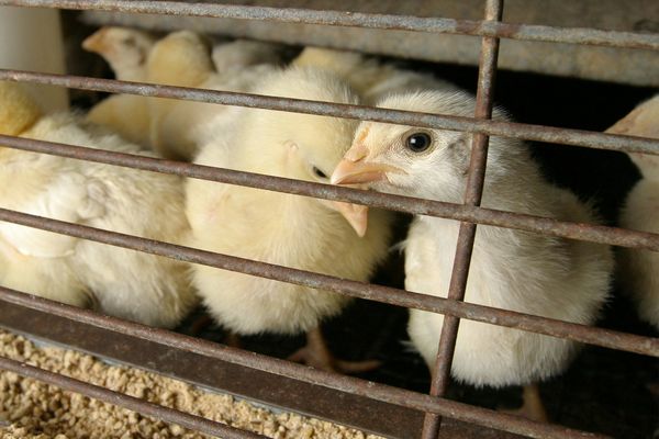 Urgent CDC influenza and bird flu data missing as outbreaks escalate