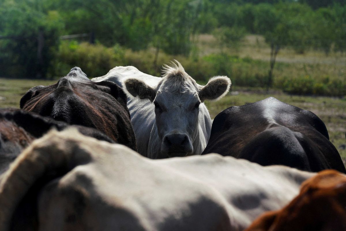 'Chaos!' Cattle ranchers melt down over Trump's plan that could 'decimate' American beef