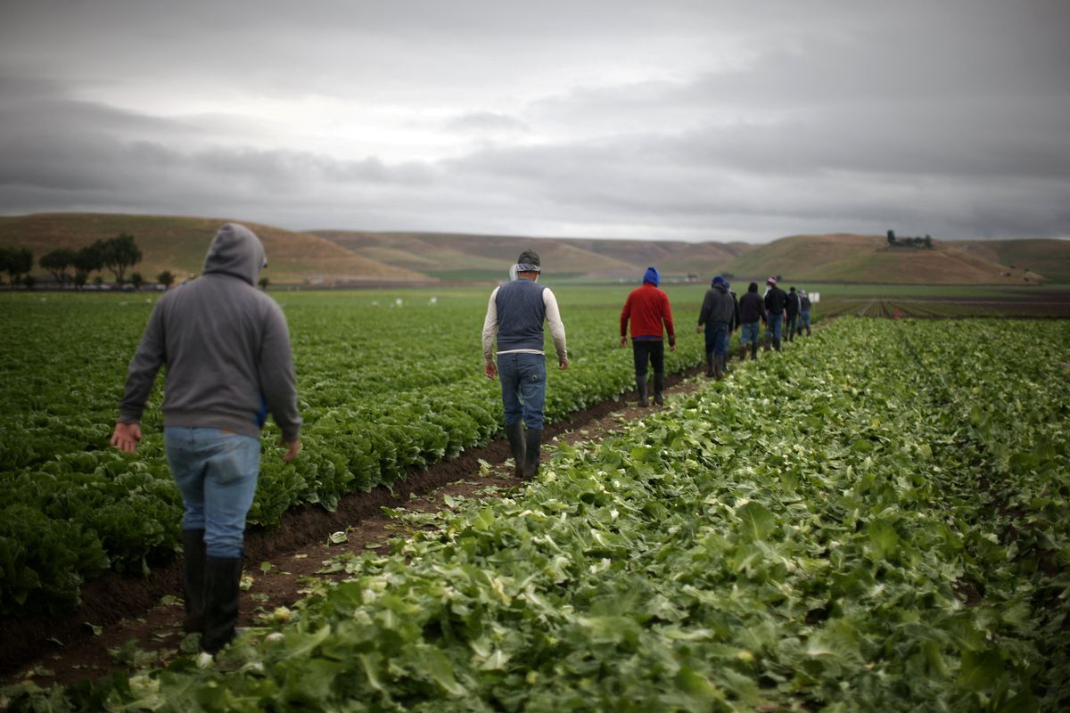 Farms already seeing 'massive drop off' in workers as mass deportations begin: report