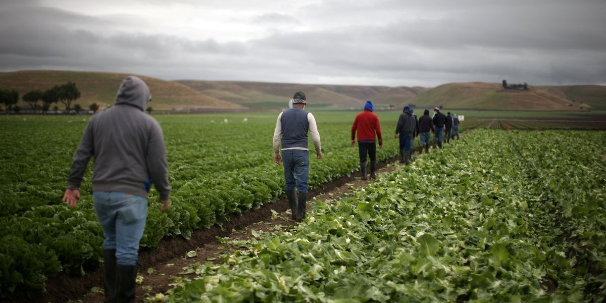 Skepticism grows after MAGA-linked farm cleared in parasite outbreak