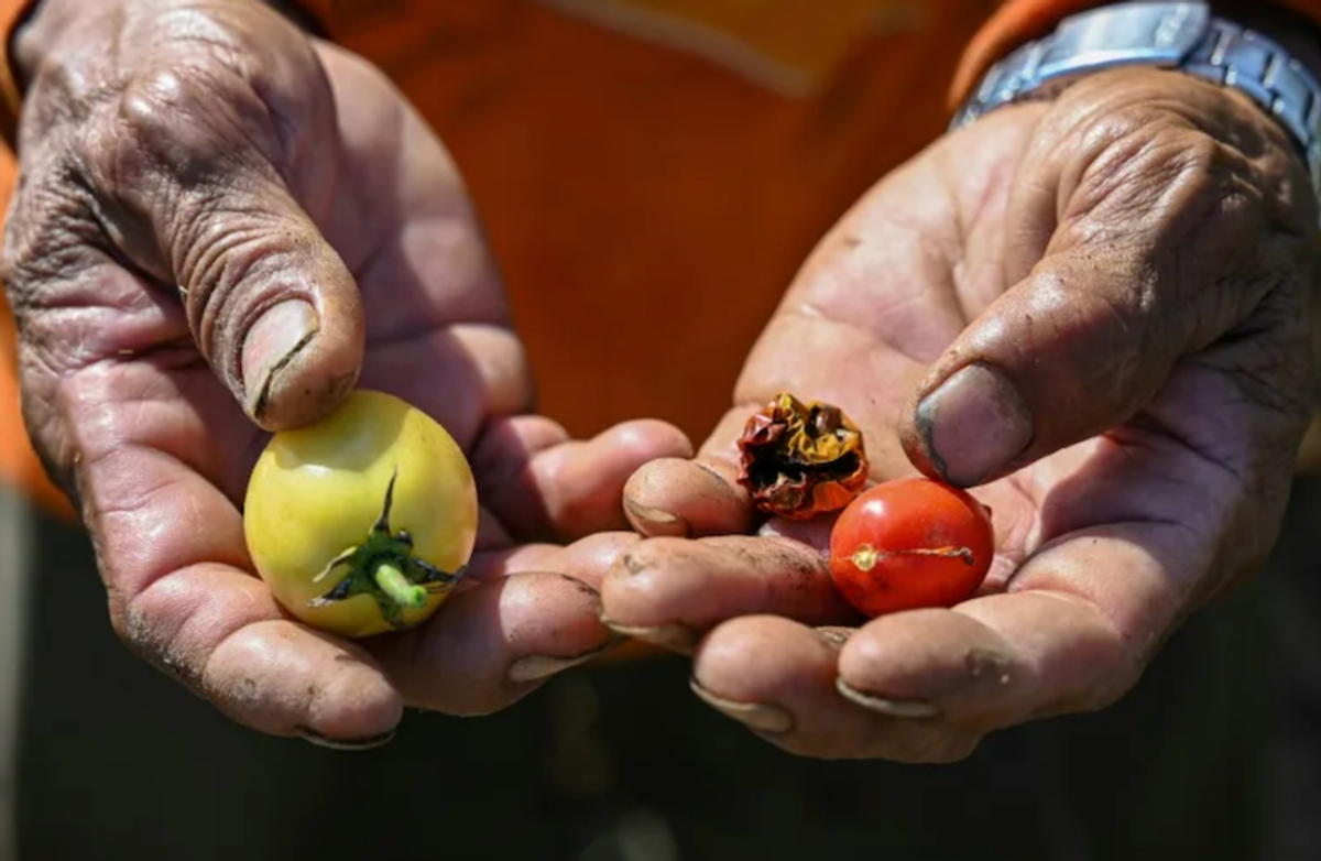 Filipino farmers struggle as drought and heatwave hits