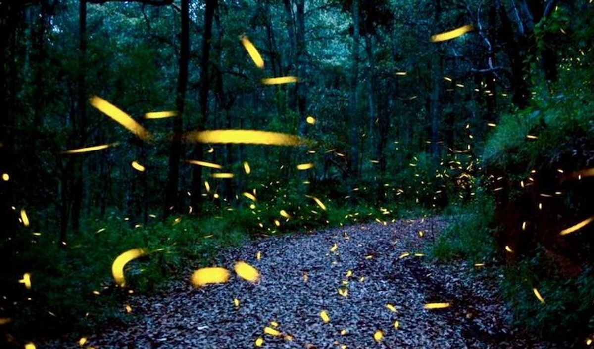 From robot fireflies to okra plasters: 2022's nature-inspired solutions
