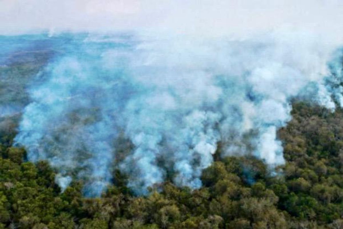 Sharp increase in destruction of virgin forest in 2020