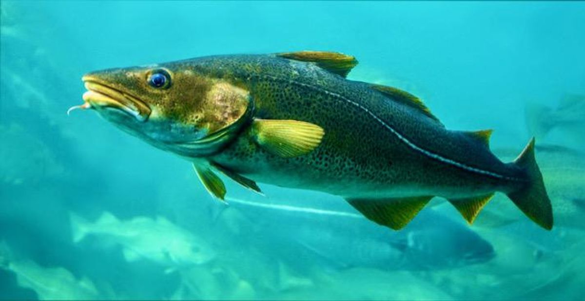 Cod ‘supergenes’ reveal how they are evolving in response to overfishing
