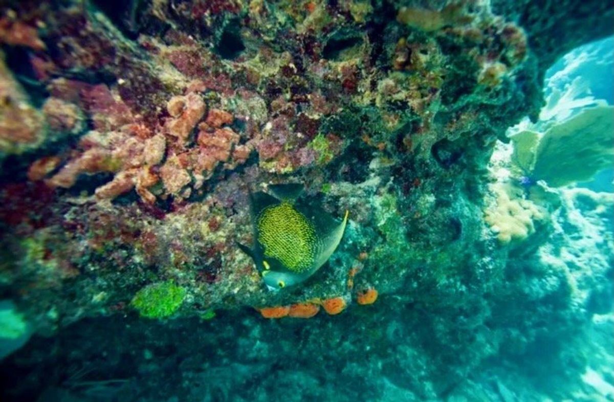 Florida coral reef still struggling after 2023 heat wave