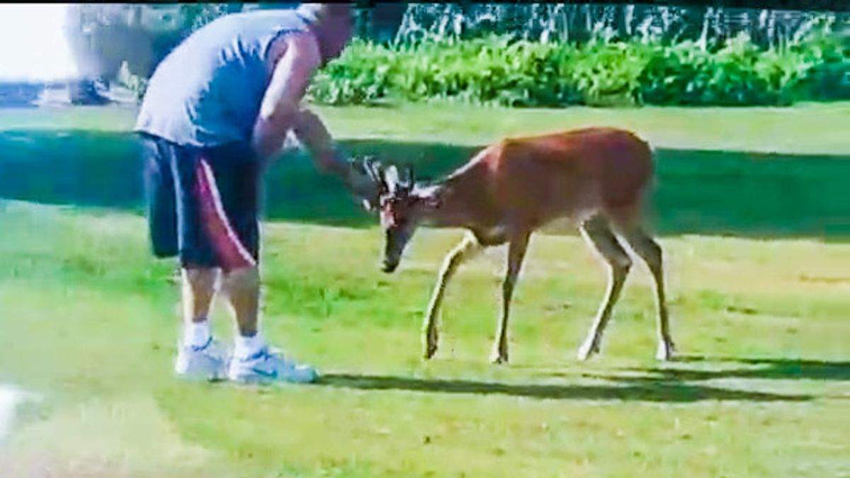 U.S. reports world's first deer with COVID-19