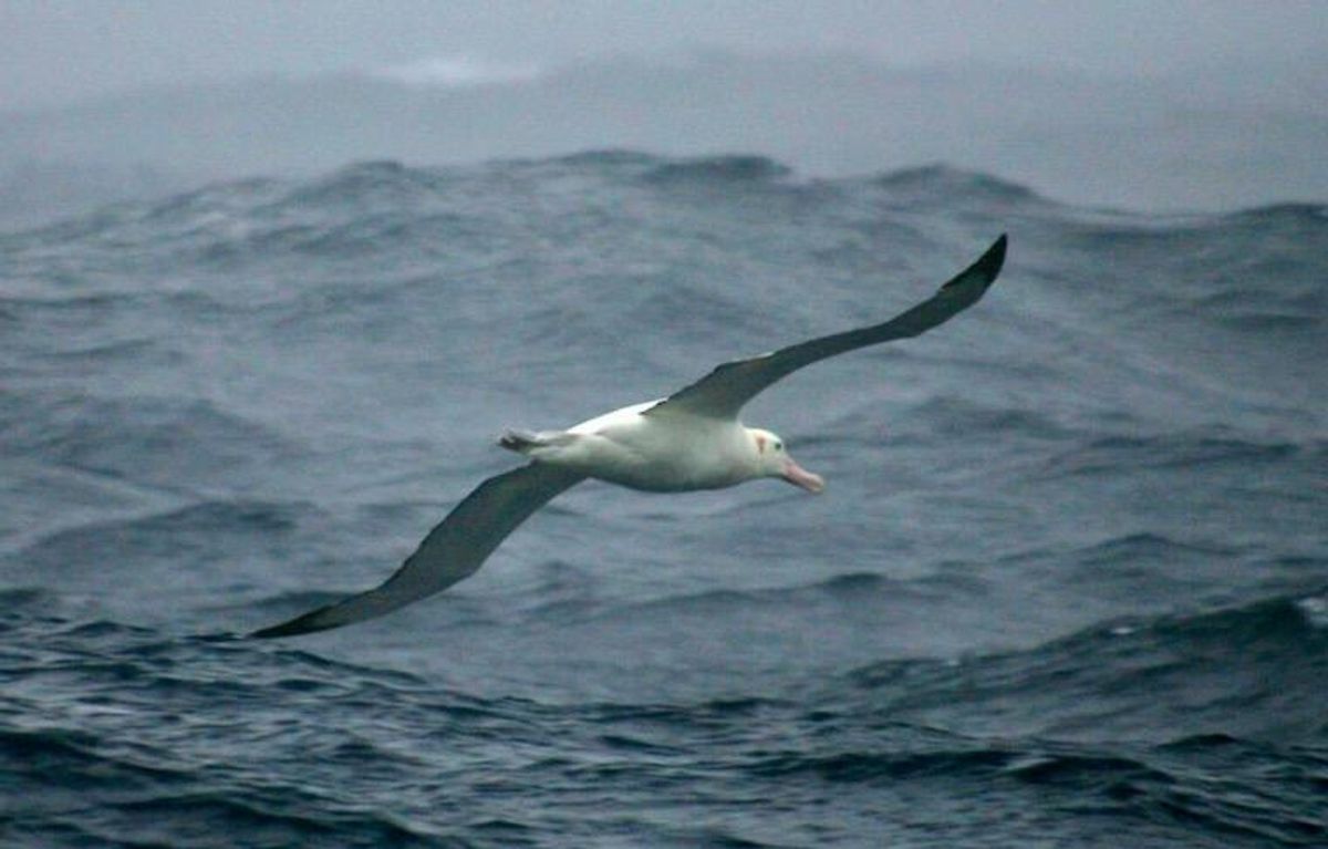Shy male albatrosses prefer divorce to confrontation: study