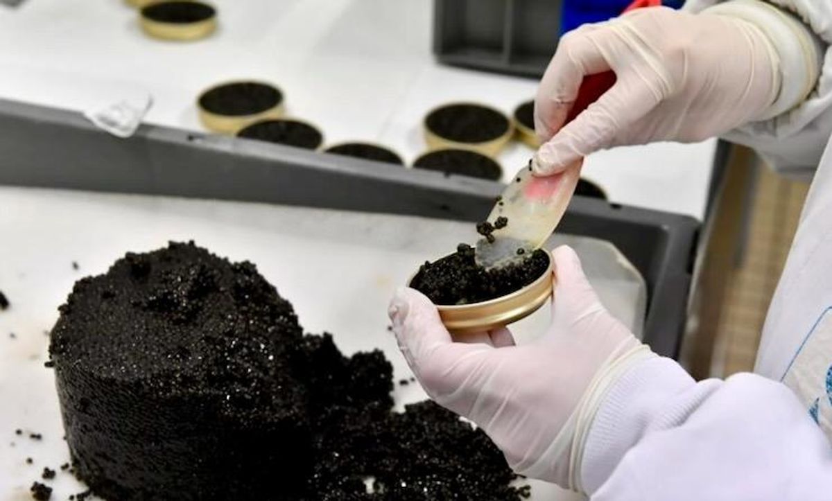 France bets on tech and transparency to beat Chinese caviar