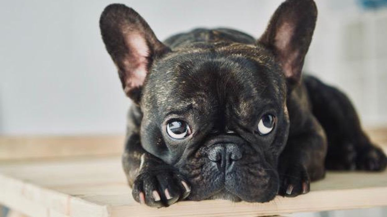 Gazing at your dog can connect your brain with theirs, research shows