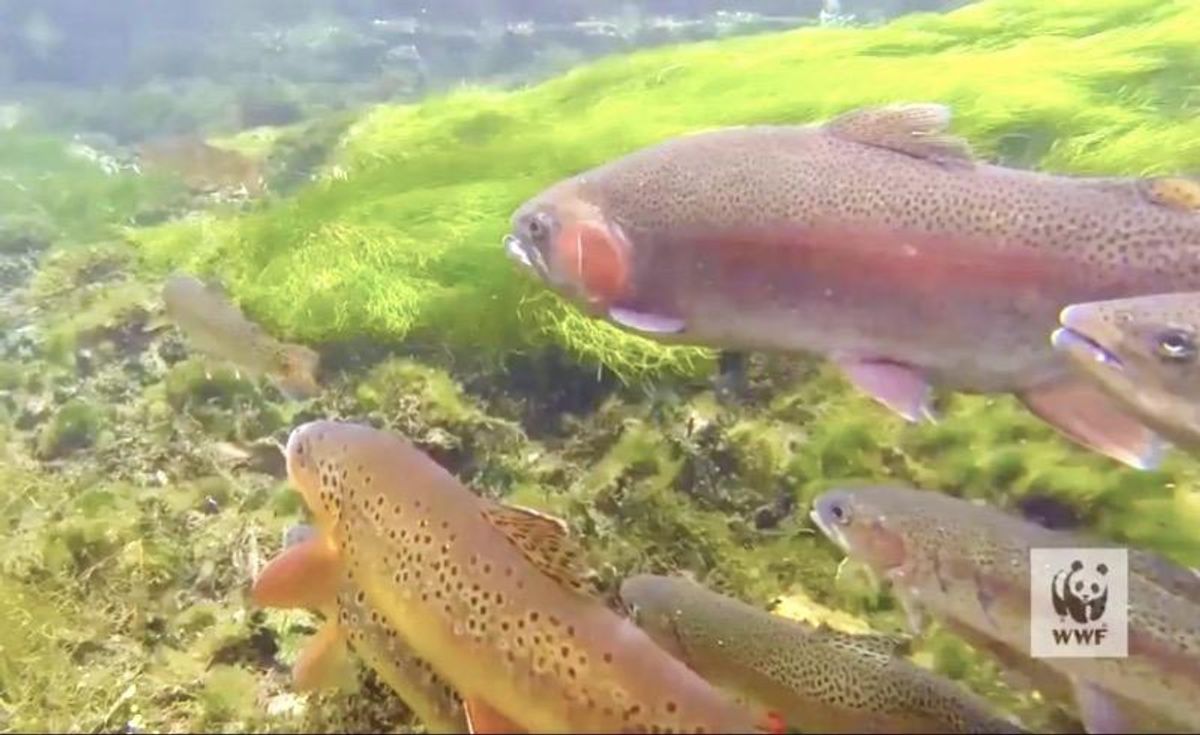 'We must heed the warning': 1 in 3 freshwater fishes—vital to food and jobs for millions—face extinction