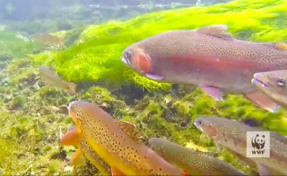 How poisonous mercury gets from coal-fired power plants into the fish you eat