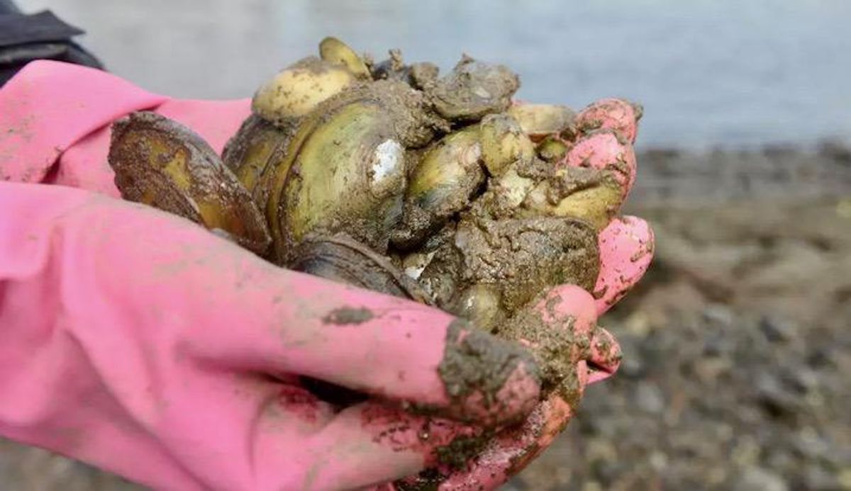 Are conservationists spreading pathogens to threatened species?