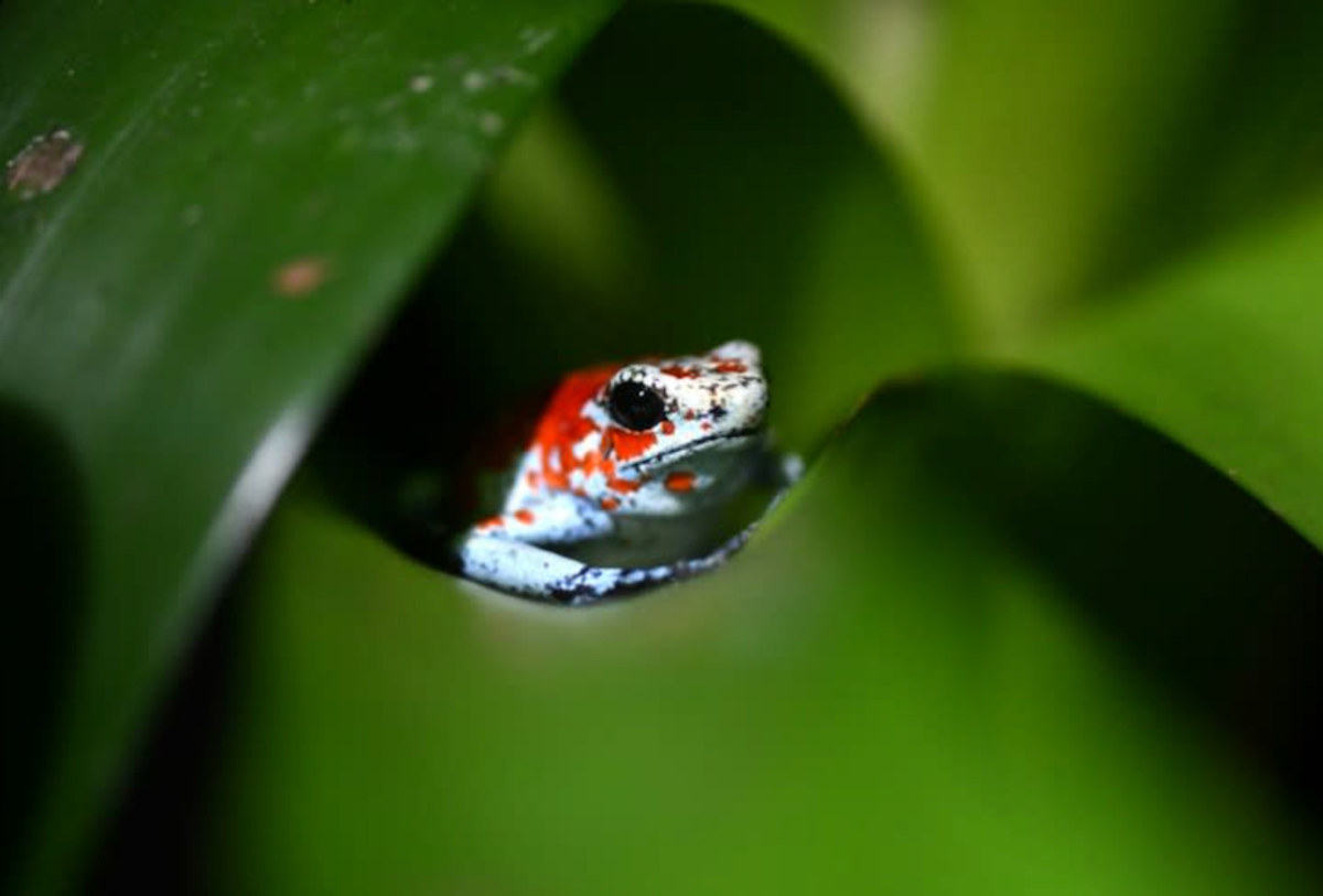 UN biodiversity summit opens with call for 'significant' funding
