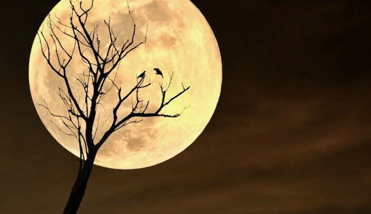 Five animals that behave differently in moonlight