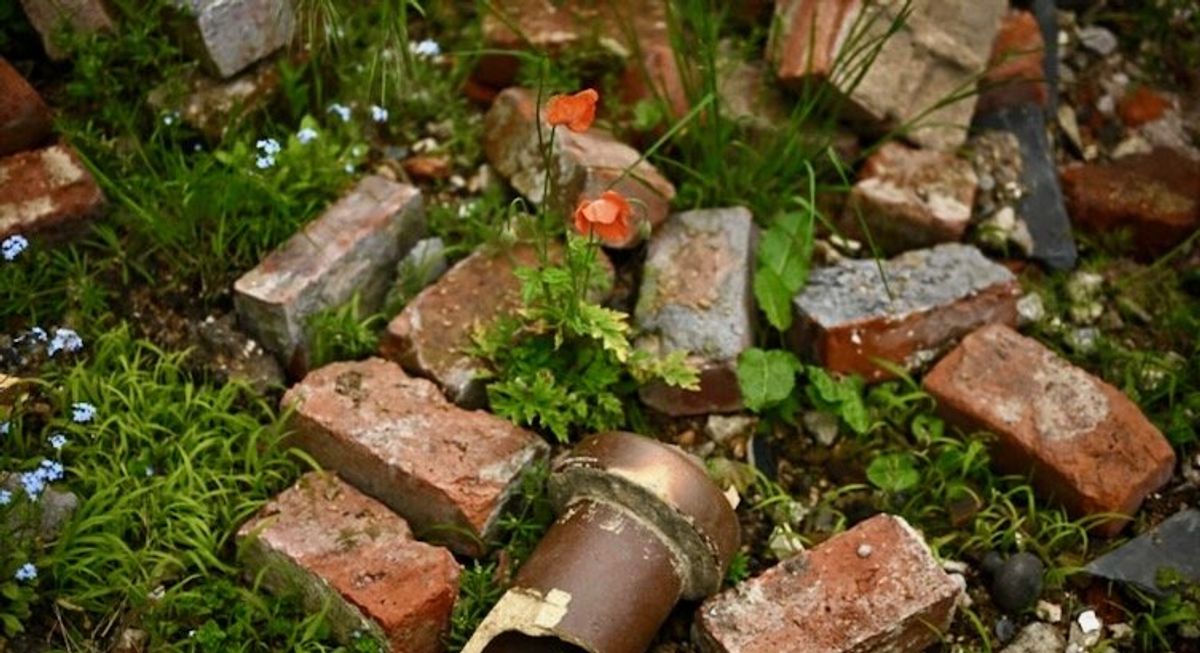 Weeds grow at London's Chelsea Flower Show