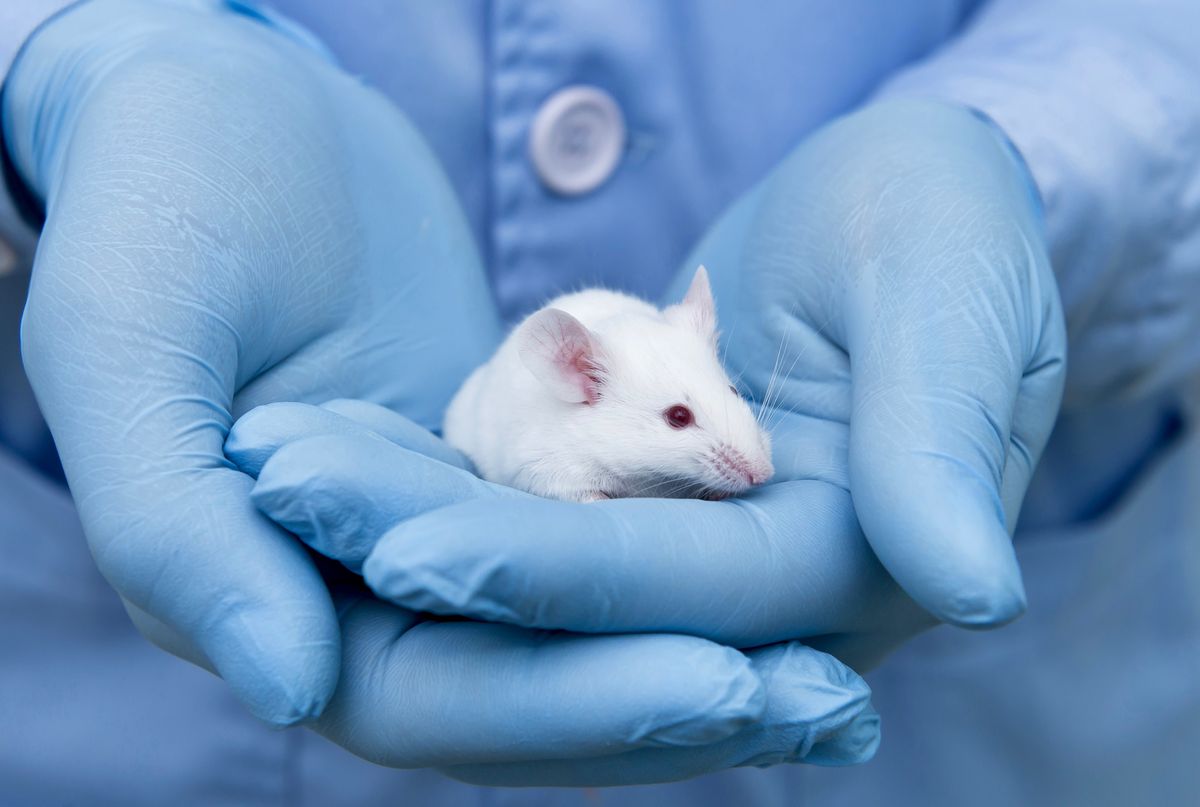Rapid eye movements in sleeping mice match where they are looking in their dreams, new research finds