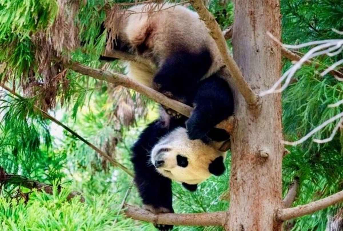Pandas could return to U.S. after Xi-Biden summit