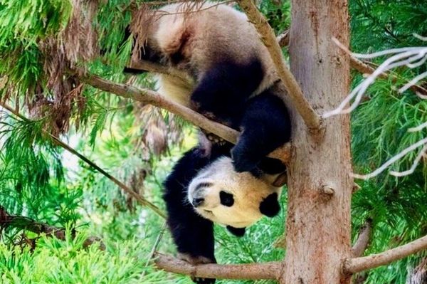 Pandas could return to U.S. after Xi-Biden summit