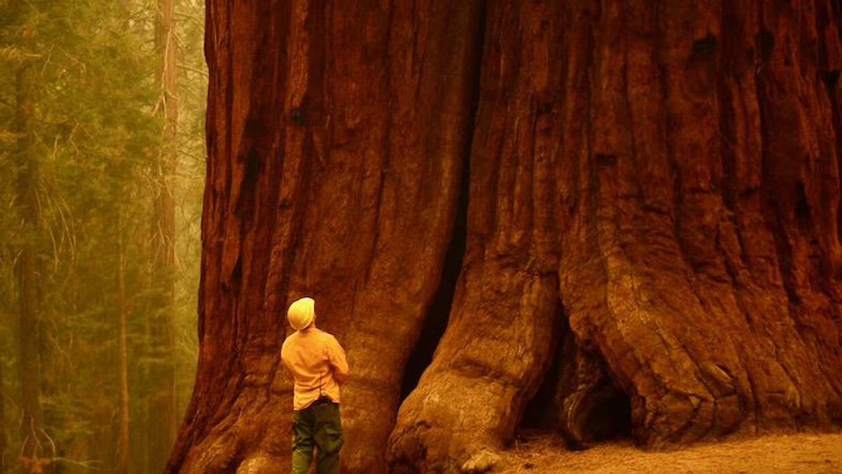 Climate-intensified Yosemite fire threatens hundreds of ancient sequoias
