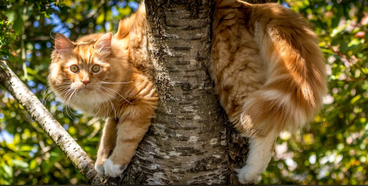 The mystery gene responsible for orange color in cat coats has been found