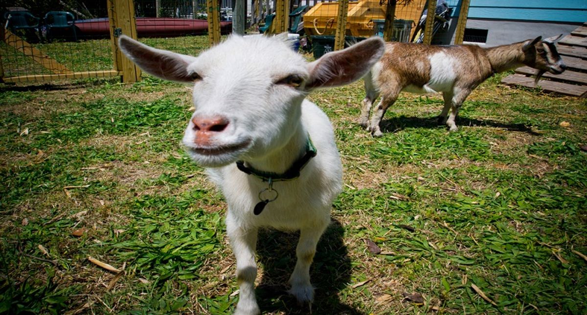 Teen accused of killing rival student's show goat with pesticide: report